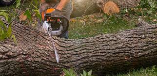 How Our Tree Care Process Works  in  Lynchburg, MS