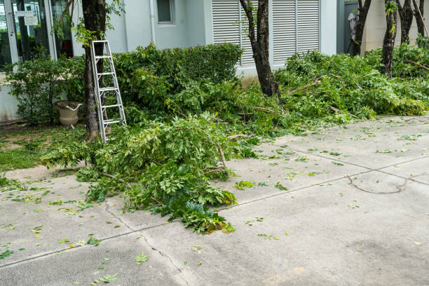 Best Tree Maintenance Programs  in Lynchburg, MS