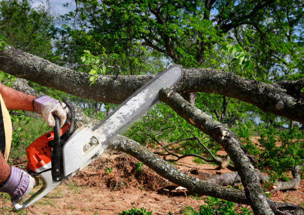 Best Tree Planting  in Lynchburg, MS