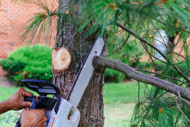 Best Arborist Consultation Services  in Lynchburg, MS
